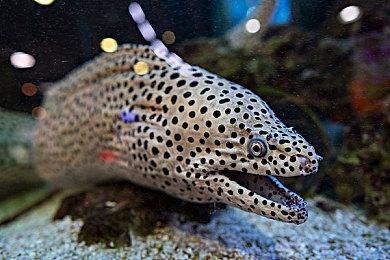 《迷你空管》Steam试玩发布 机场空管体验模拟器